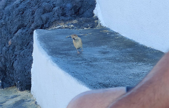 A Little Dancing Queen On The Azores, She Was Checking Out If We Had Some Cookie Crumbs... 