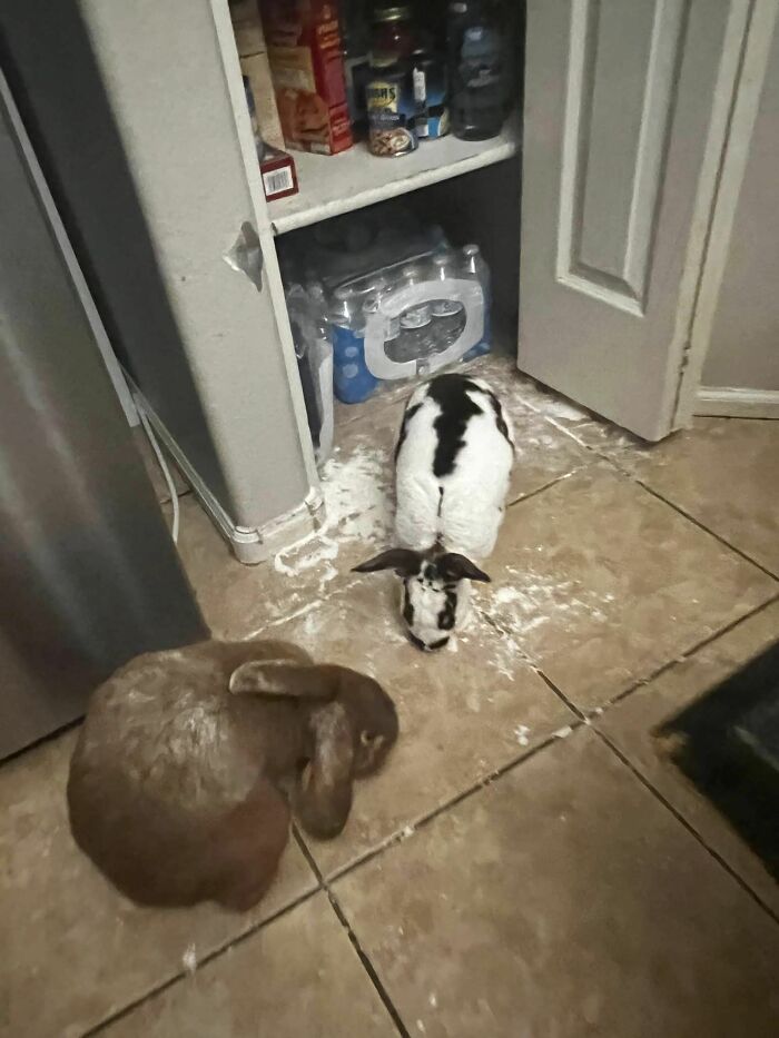 Aparentemente, mis conejos estuvieron de fiesta toda la noche