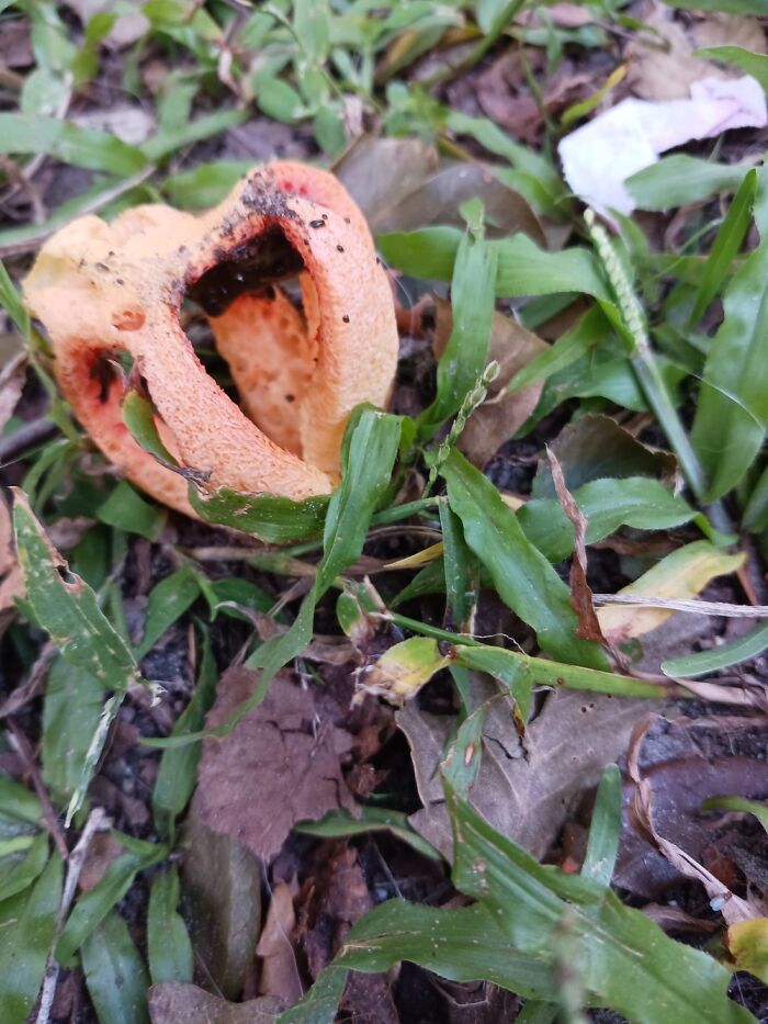 Stinkhorn Mushroom In My Yard