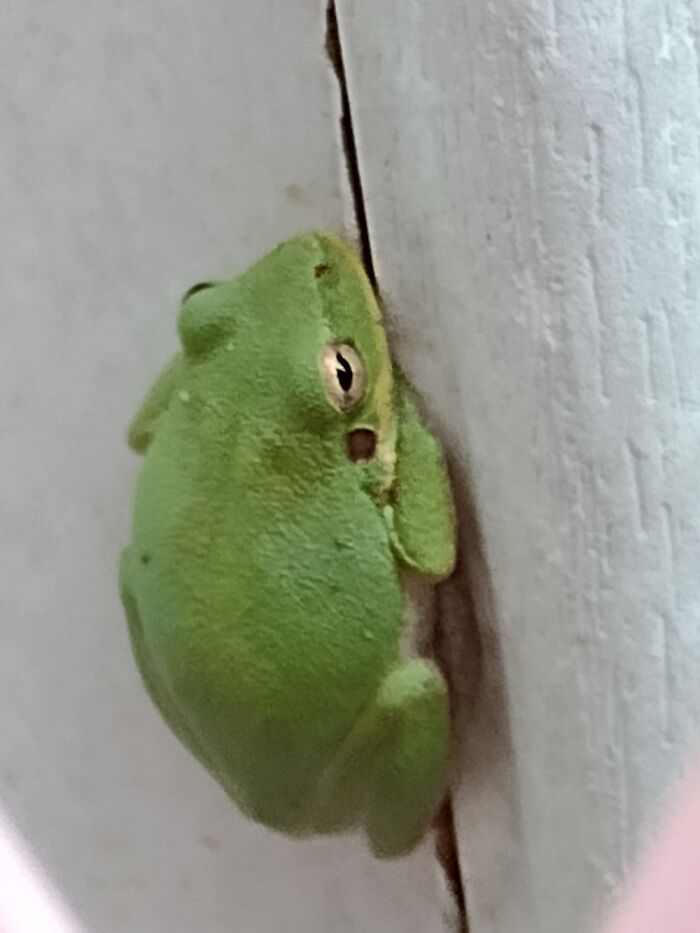 This Cutie Was Chilling On My Back Door