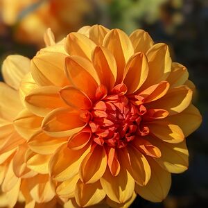 georgiamccarthy avatar