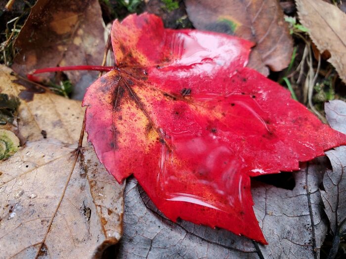 Couldn't Decide Which Picture, But A Pretty Leaf In A Ghost Town Cemetery