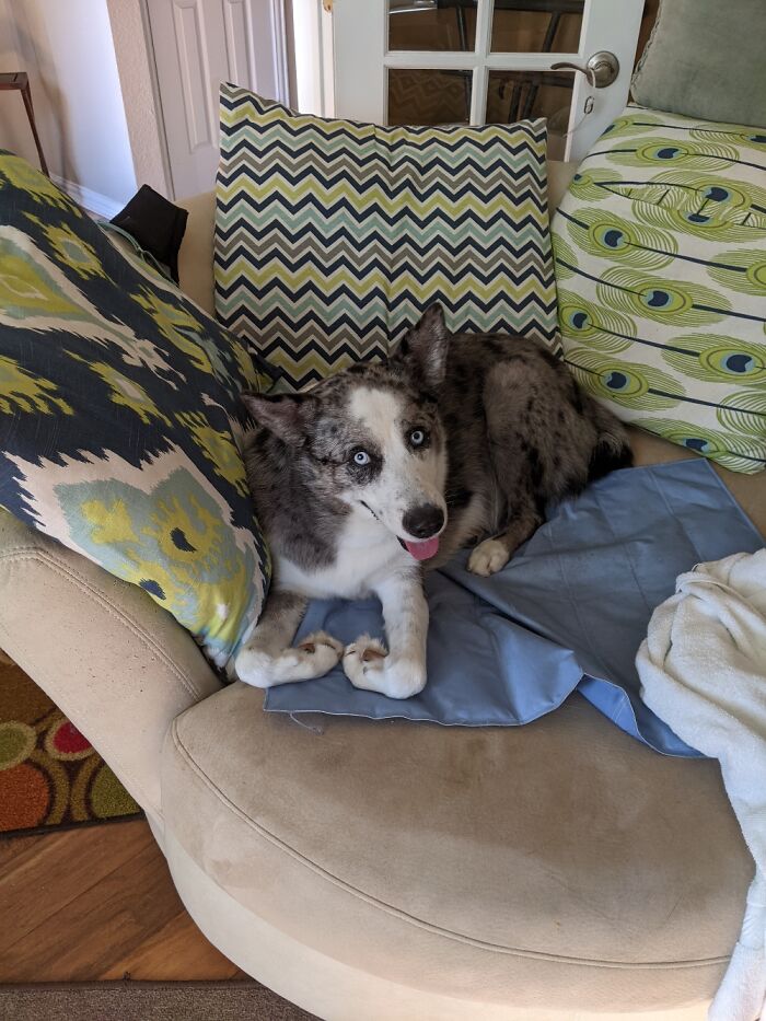 Even With A Broken Vertebrae, This Good Boi Still Smiles