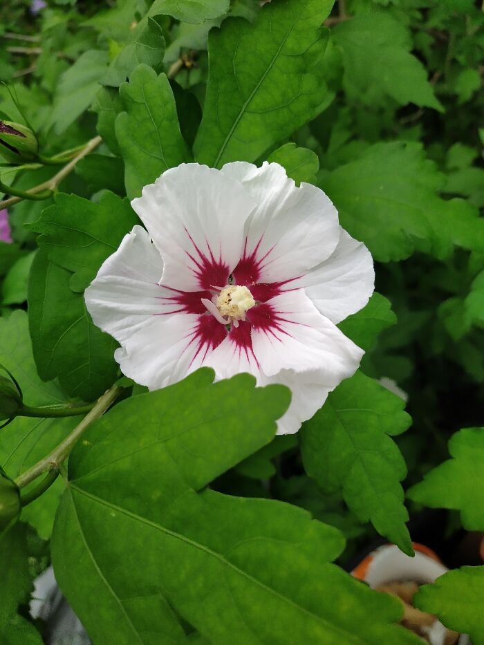 Don't Know What It Is But Blooms Beautifully Ech Year