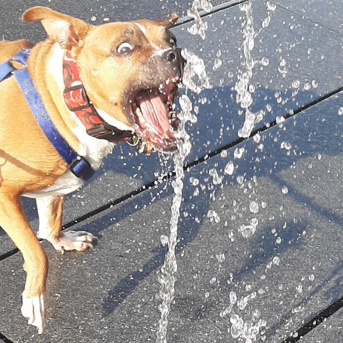 My Dog Meets One Of Those Fountains That Randomly Shoot Up From The Ground