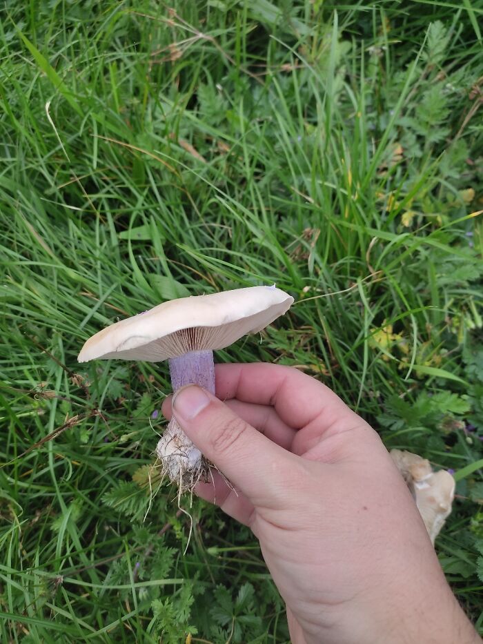 Field Blewit. My 4yo Nephew Was Extatic That There Are Edible Purple Mushrooms