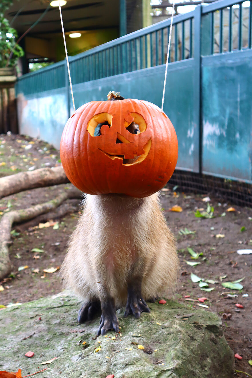 We Photographed Zoo Animals Wearing Pumpkins, And The Result Might Make You Smile We Photographed Zoo Animals Wearing Pumpkins, And The Result Might Make You Smile