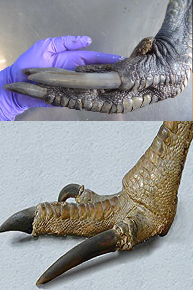 cassowary-claw-2-claws-63530d3b536a2.jpg