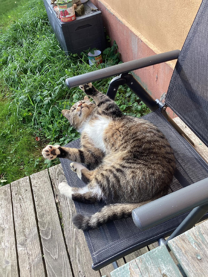 Our Neighbors Cat Aristo Aka Meow Meow In My Girlfriends Deck Chair