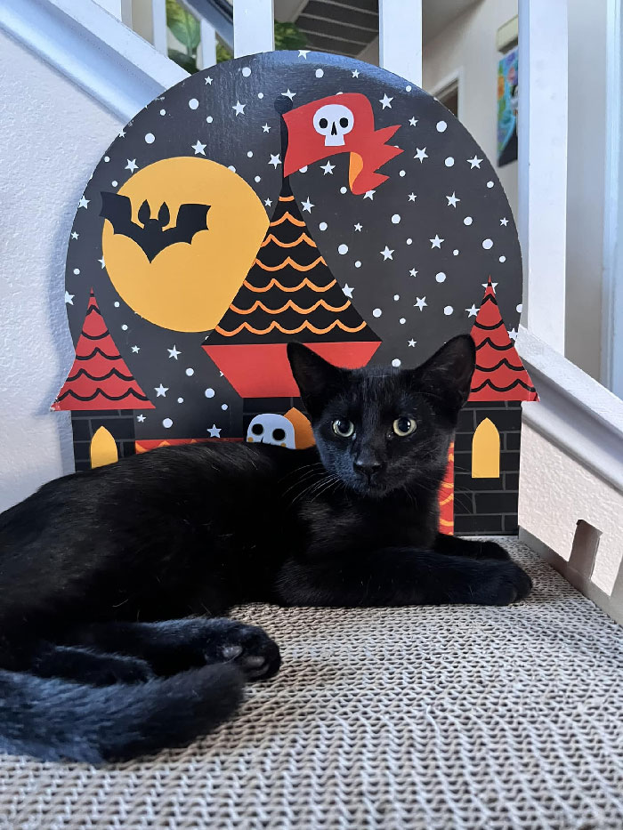 Entró y se acomodó como si fuera su hogar. ¡¿Es una bendición de Halloween? Esa es mi casa, pero ese no es mi gato