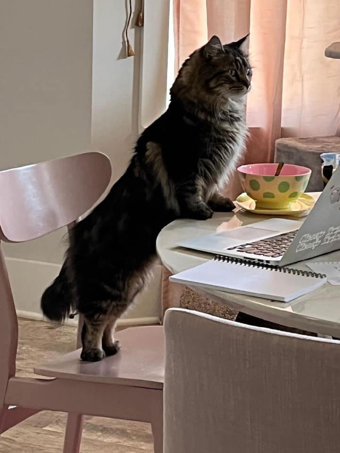 This Fuzzy Boy (I Think) Had A Sudden Urge To Check His Email. This Is My Computer. This Is Not My Cat