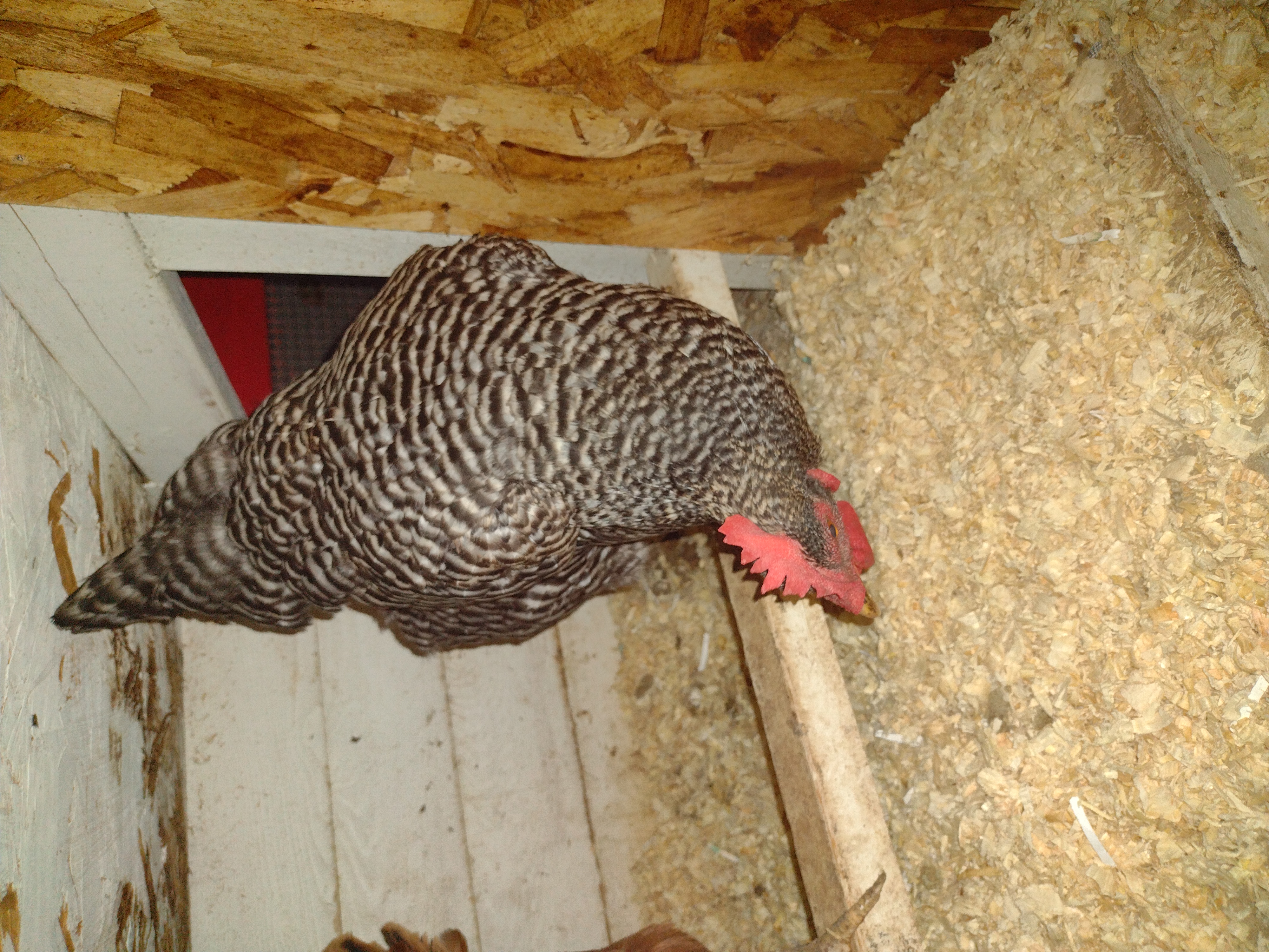 Hey Pandas, Show Me A Picture Of Your Alive Chicken/ Chickens