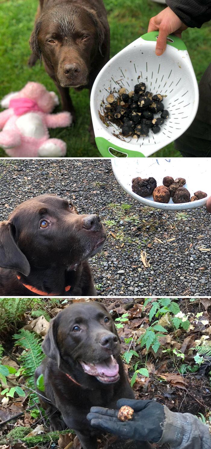 My 10.5 Year Old Lab Recently Learned To Truffle Hunt. So Proud Of Him!