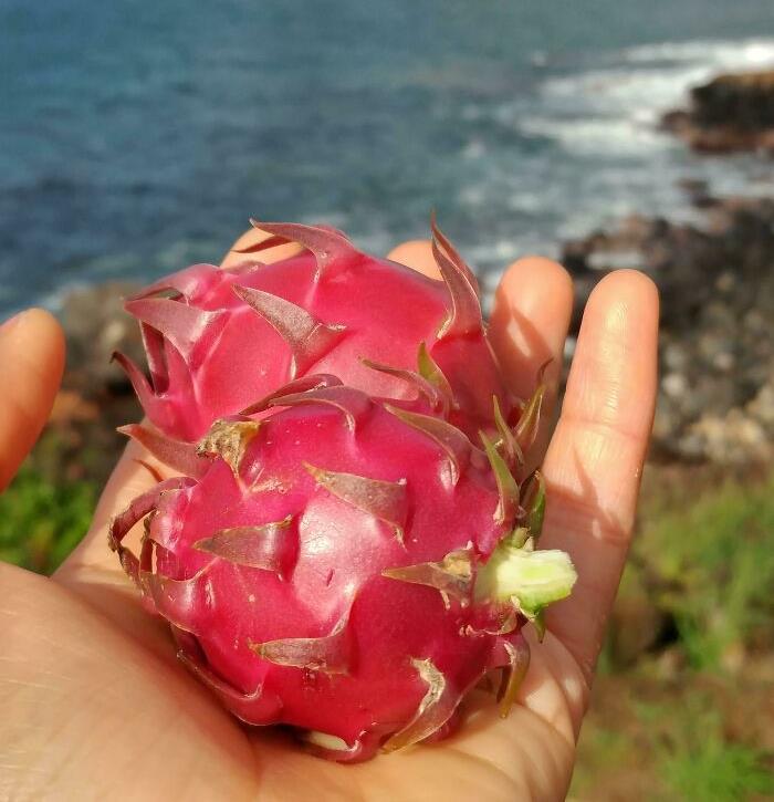 Aloha From Hawaii! This Is By Far The Coolest Things I've Ever Foraged