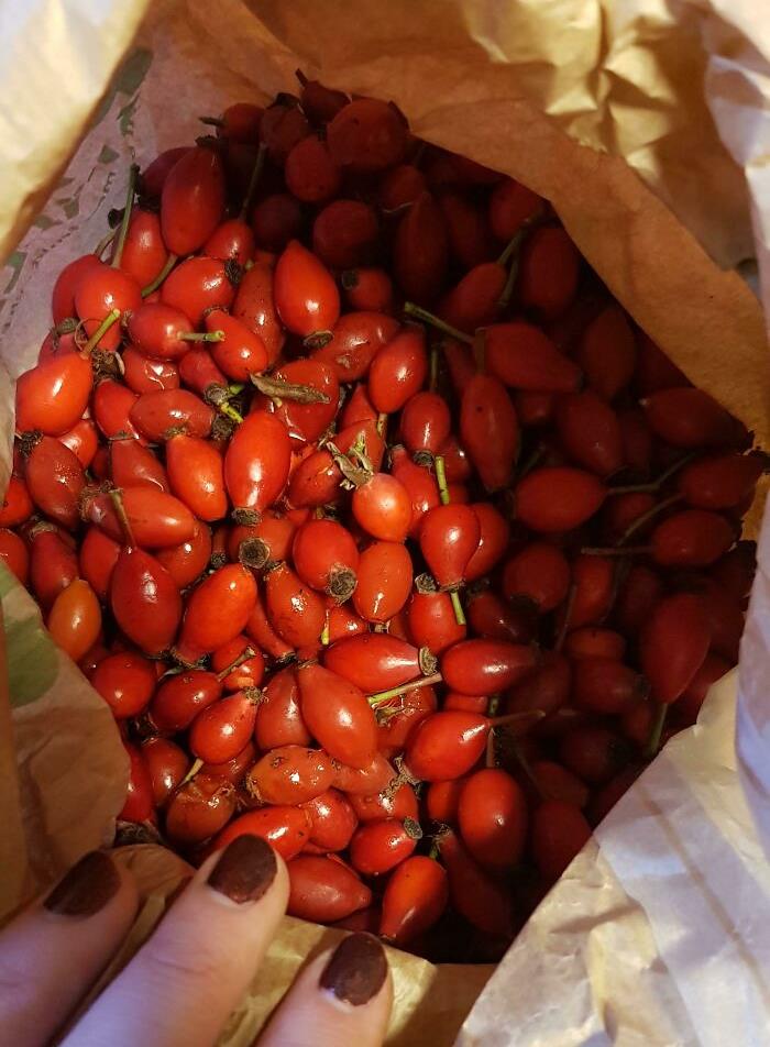 Stumbled Upon Some Rose Hips On My Walk Today. Filled My Pockets Up With 700 Grams