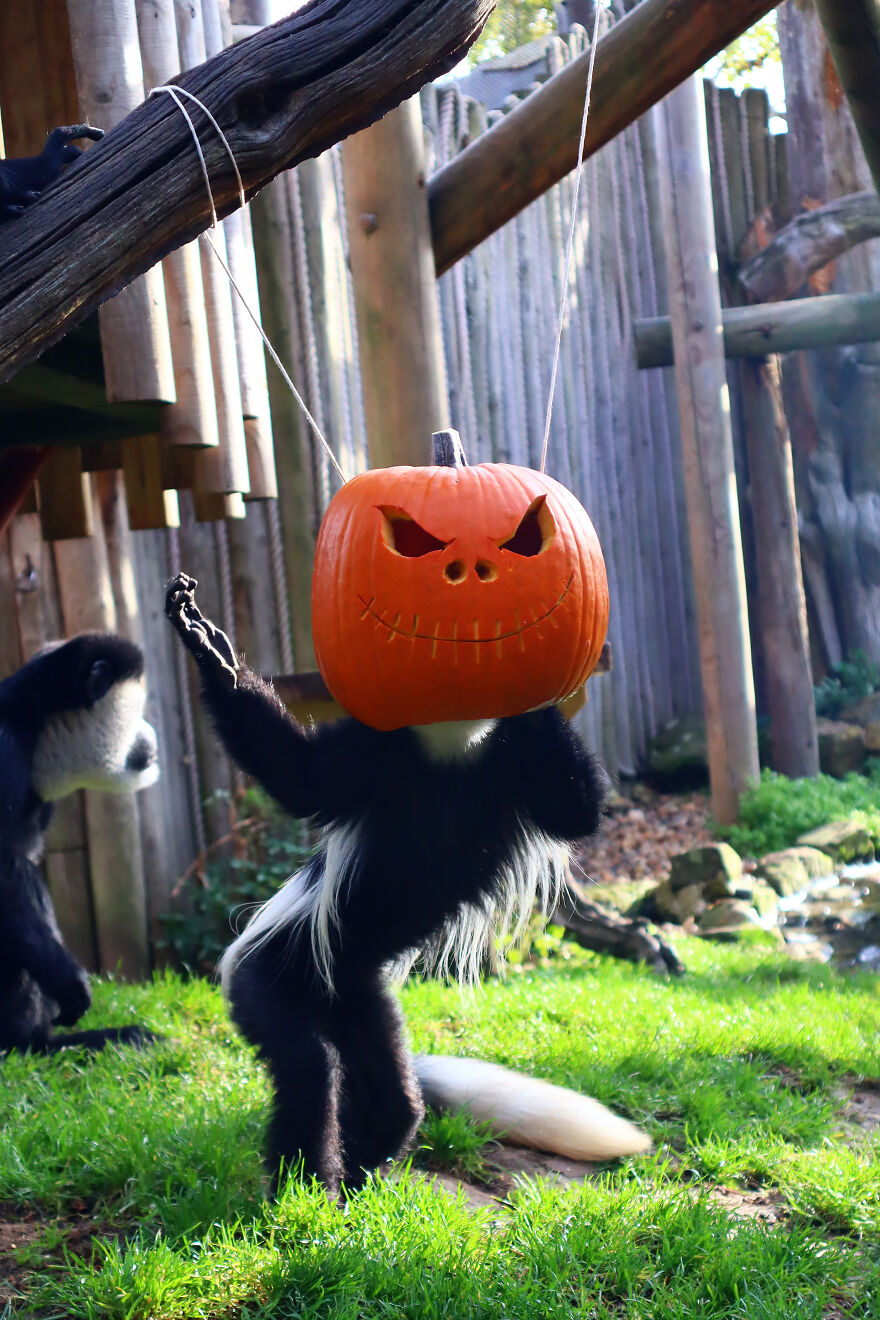 We Photographed Zoo Animals Wearing Pumpkins, And The Result Might Make You Smile