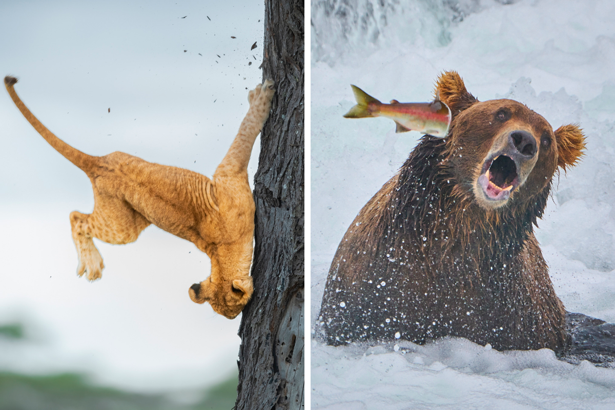 The Finalists Of The 2022 Comedy Wildlife Photography Awards Have Been  Announced, And They Might Crack You Up | Bored Panda