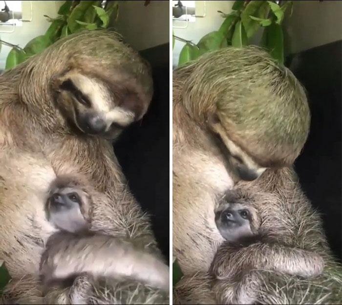 Mama Sloth Caressing Her Baby
