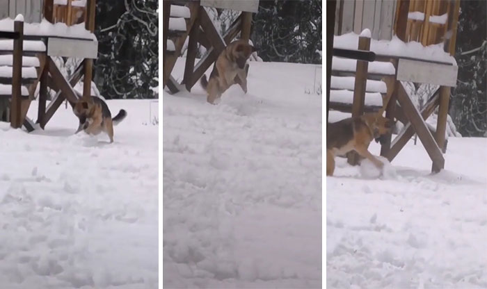 Un perro hace una bola de nieve