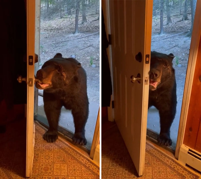 El oso parece entender perfectamente el pedido de la mujer de que cierre la puerta