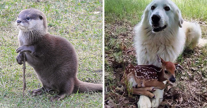 “Acting Just Like Us”: 50 Times Humans Were So Surprised By How Much Animals Can Do, They Just Had To Share These Pics Online