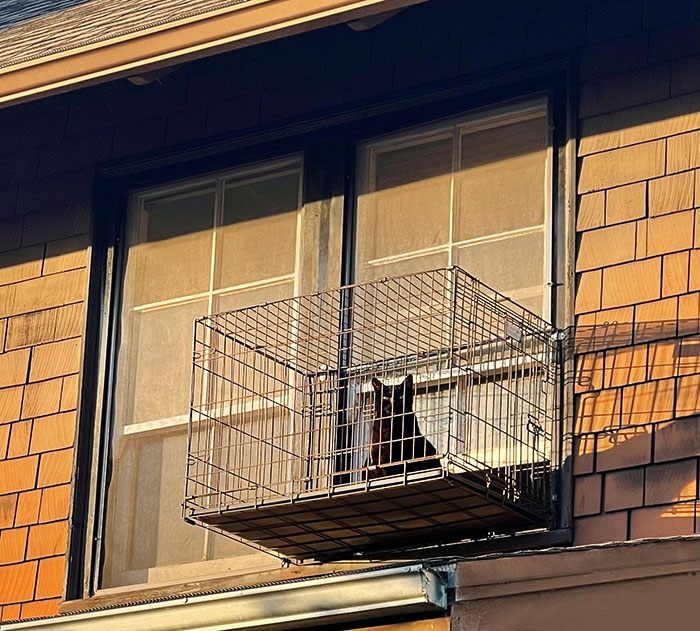 This Homeowner Made A Cage Outside A Window For His Cat To Enjoy The Scenery Below