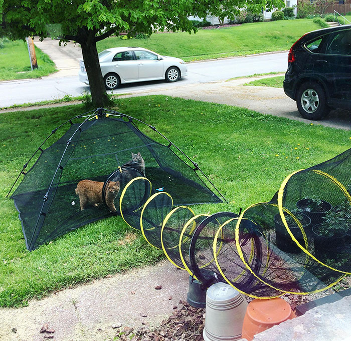 My Husband Set Up A Tunnel That Leads From Our Window Into A Tent In The Front Yard. It’s Been A Massive Hit With Both Of Our Cats And The Entire Neighborhood