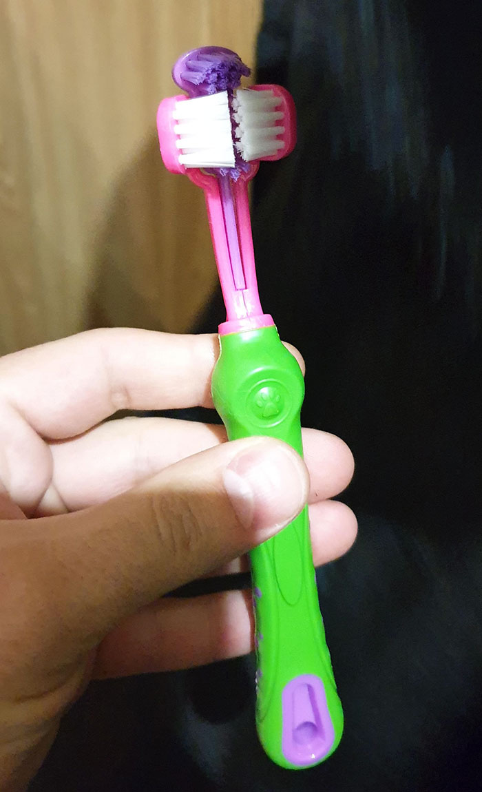A Dog's Toothbrush
