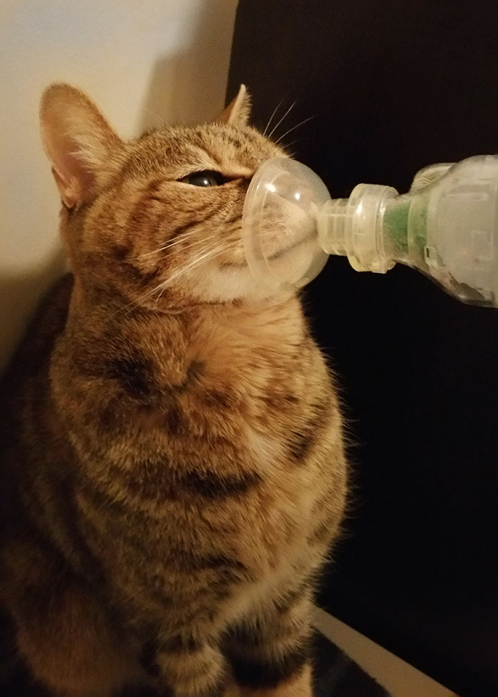 Mi gato de acogida tiene asma y utiliza un inhalador dos veces al día