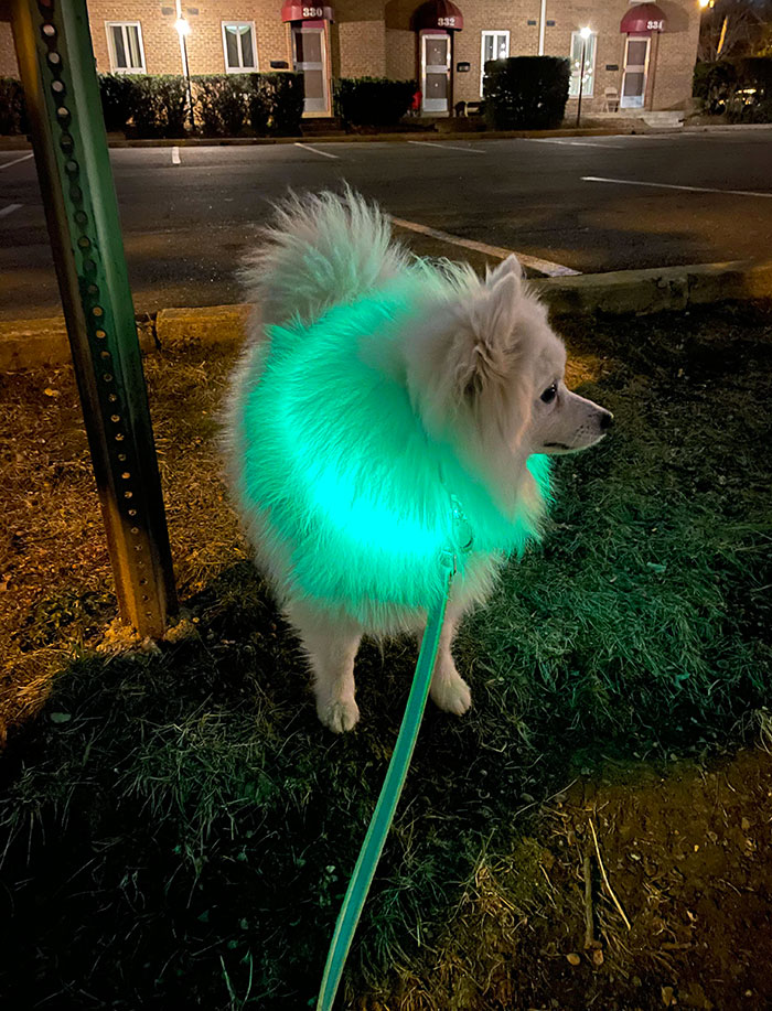When Safety And Style Come Together Fabulously With Glowing Collar