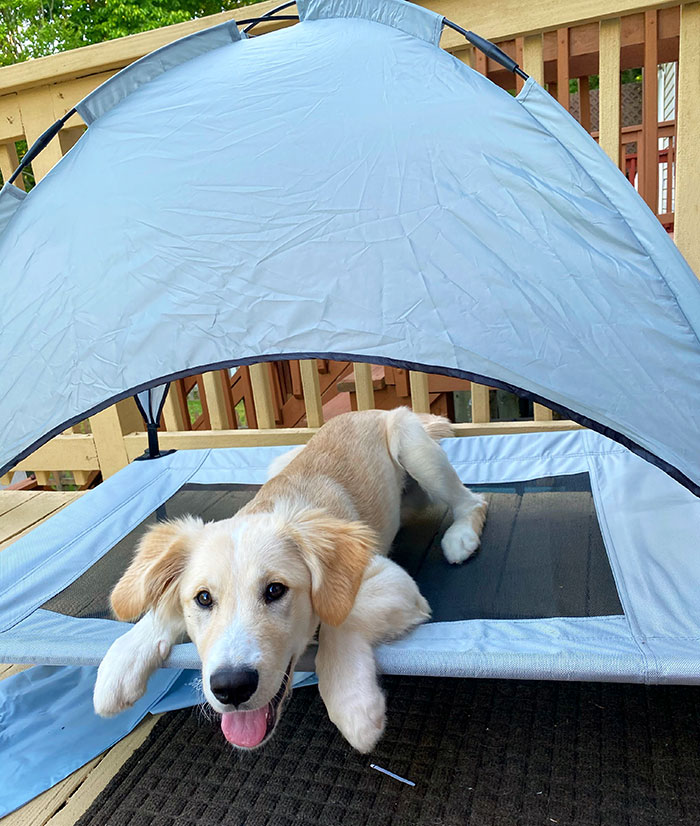 "Solartec Pet Cot" Is Totally Worth It, And My Puppy Loves It