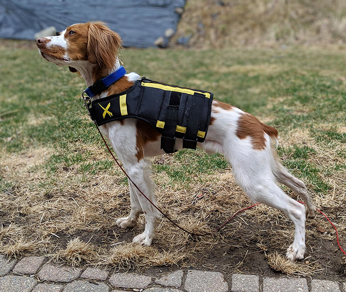 Oliver Showing Off His New XDog Weighted Vest, To Tire Him Out