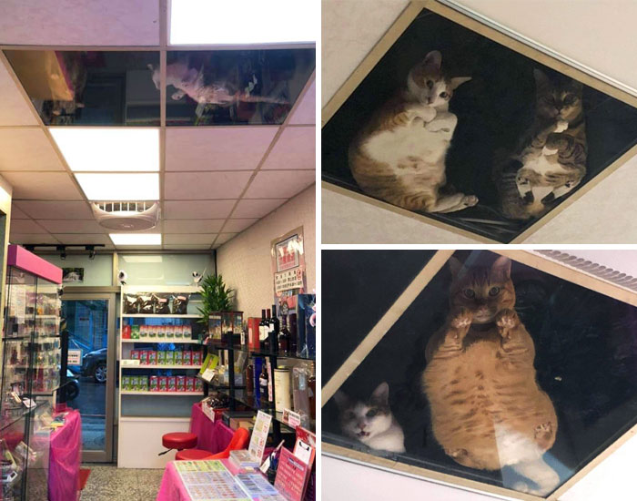 My Friend Remodeled The Ceiling Of The Shop For Cats And Now He Is Being Monitored All The Time