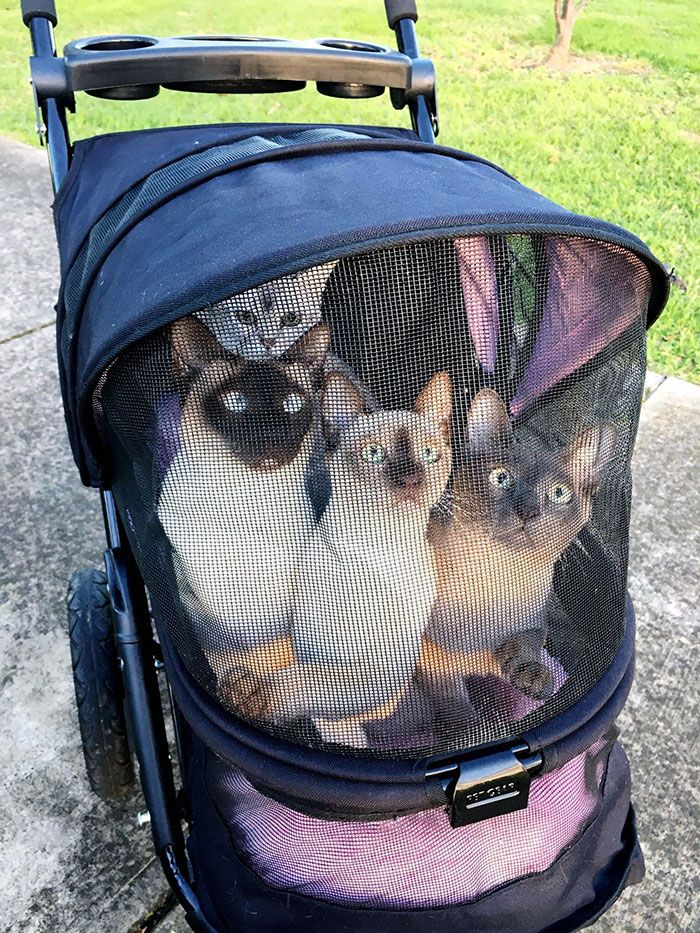 If They Don't Go Out In Their Cat Strollers At Sunset To Watch The Birdies, I Never Hear The End Of It