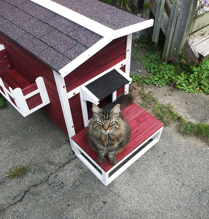 My Wife Started Feeding A Stray Cat, But I'm Allergic, And We Can't Take Her Into Our House. I Built The Cat Her Own House Instead. It's Insulated And Has Electric Heating