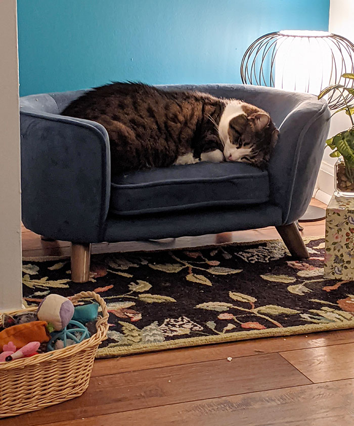 I Made My Cat A Little Living Room In A Corner Of My Living Room