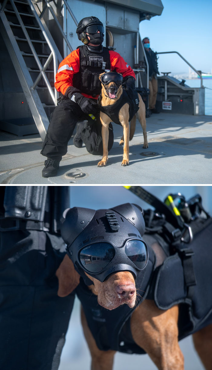 A Coast Guard Dog Is Wearing A Cool Helmet And Goggles