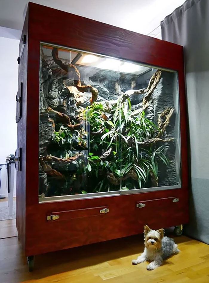 A Huge Reptile Vivarium I Made For My Very Special Blue Tree Monitors