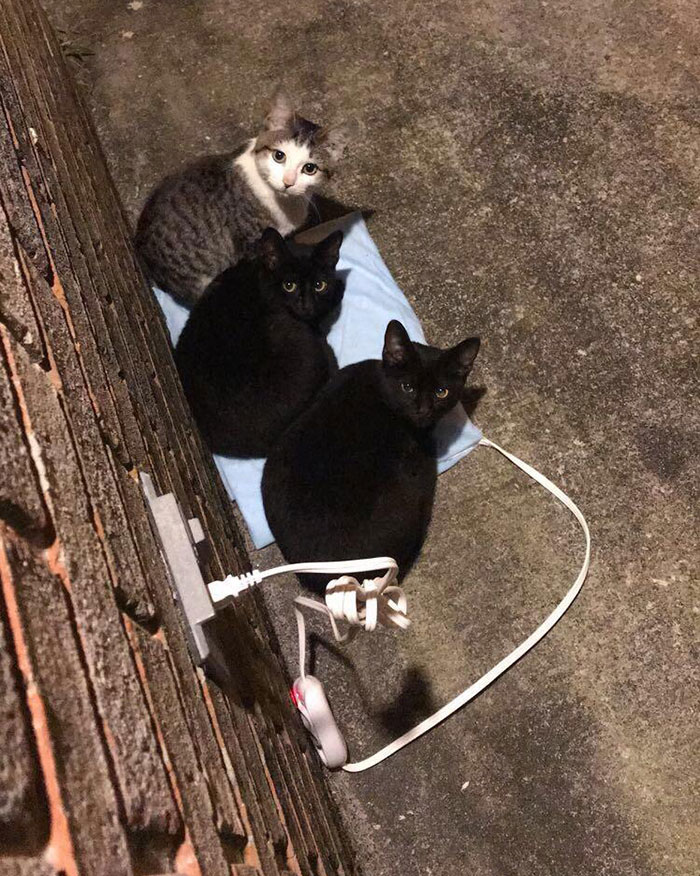 I Put A Heating Pad Out For The Neighborhood Cats. I Think They Like It