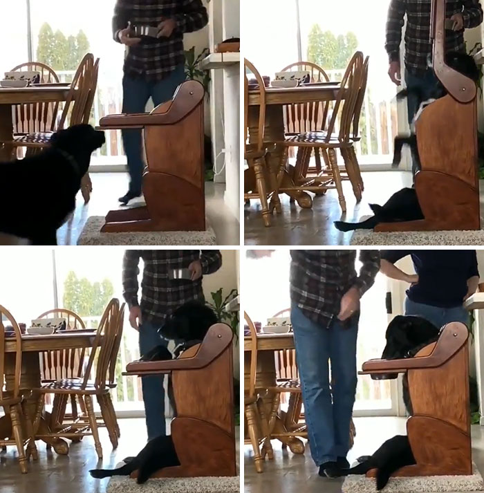 Dog Has A Condition That Makes It Hard To Get Food Down So He Eats In A Special High Chair
