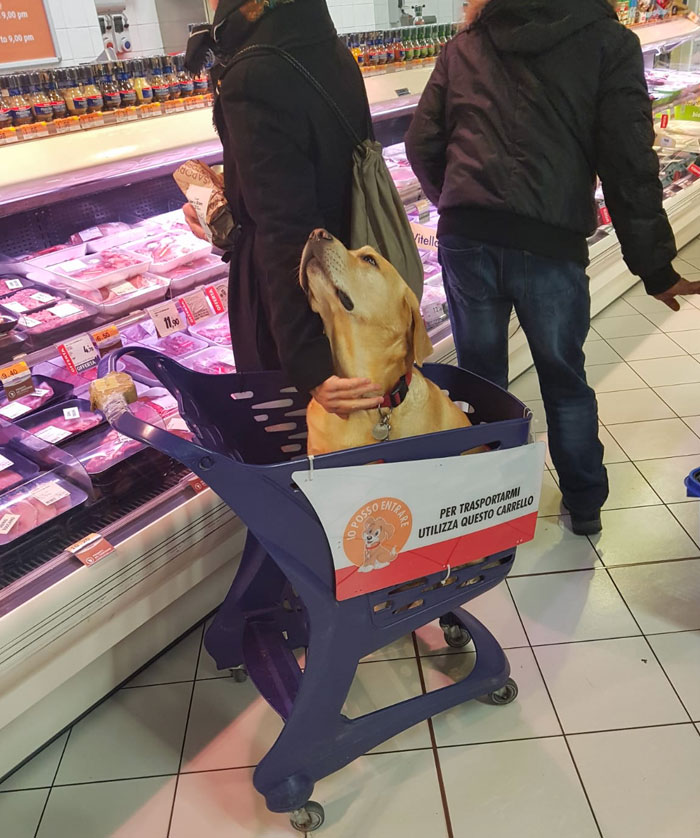 They Have Pet Carts In Grocery Stores In Italy