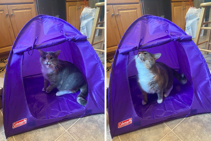 I Bought My Cat A Tiny Tent And She Absolutely Loves It