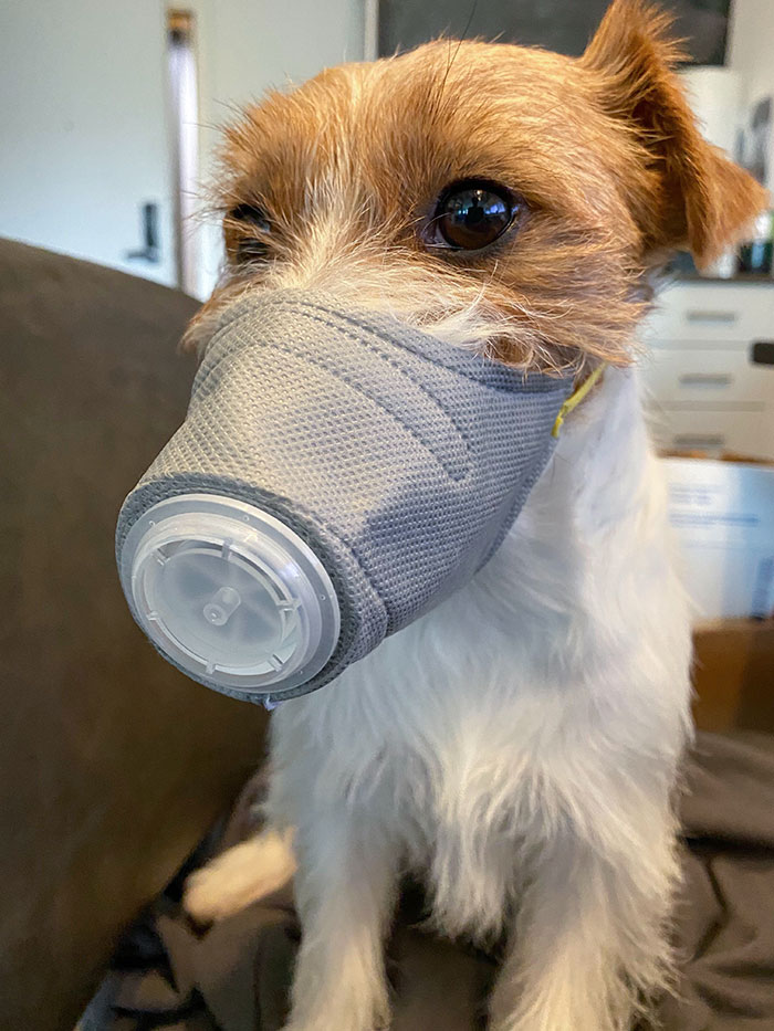 There's Still A Lot Of Bad Air Quality In Seattle. My Coworker Got A Special Mask For Her Dog