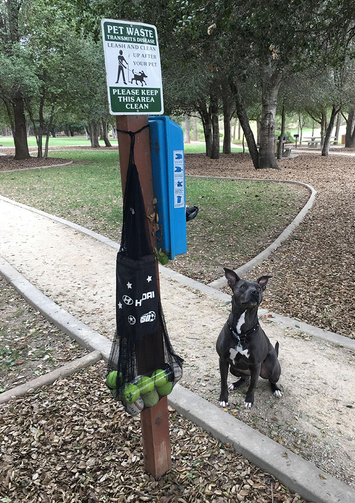 At A Park By My House, Someone Just Put A Bag Of Balls Here For People And Their Dogs To Play With