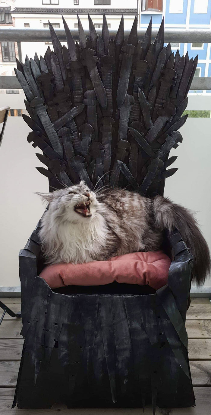 Made An Iron Throne For My Maine Coon. He Slipped Right Into The Role