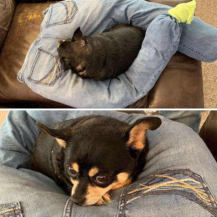 My 10-Year-Old Dog Likes To Sleep On My Legs. I Made Her This Out Of Some Of My Old Jeans For Her To Sleep On While I’m At Work