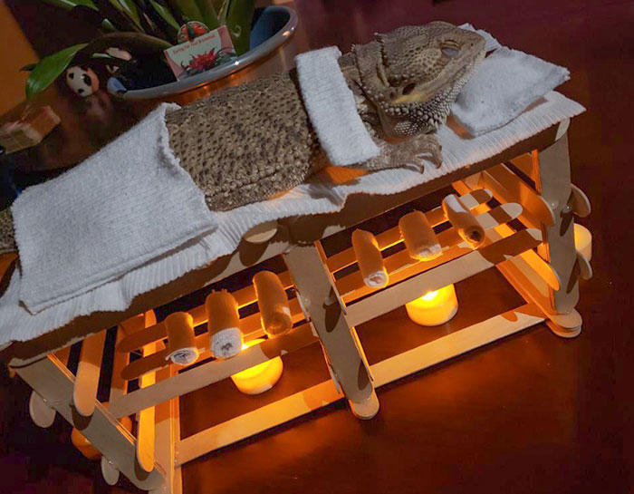 My Girlfriend Made A Massage Table For Her Bearded Dragon And He Loves It