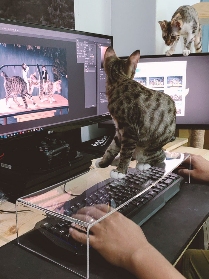 How To Solve Cat Typing Issue