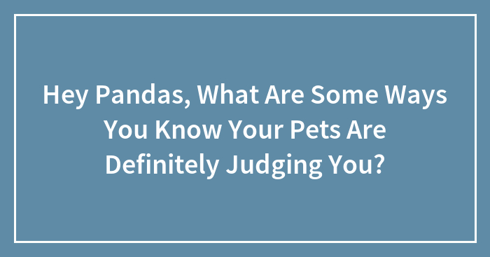 Hey Pandas, What Are Some Ways You Know Your Pets Are Definitely Judging You? (Closed)