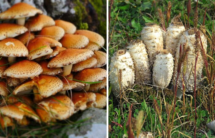 Hey Pandas, Share Photos Of Mushrooms You’ve Found (Closed)